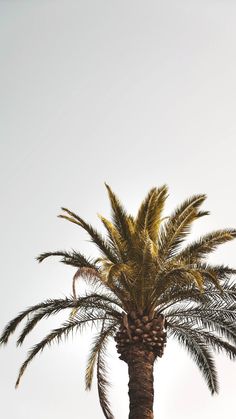 a palm tree in front of a white sky