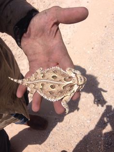 a close up of a person holding a small animal in their hand with dirt on the ground