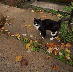 a black and white cat is standing on the sidewalk