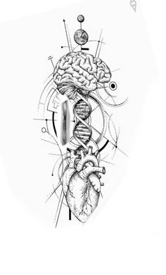 a black and white drawing of a human heart