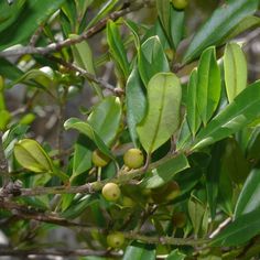 some green leaves are growing on a tree