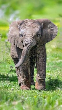 an elephant is walking through the grass