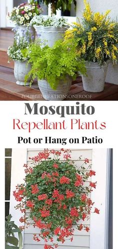 several different types of flowers in pots on the front porch with text overlay that reads mosquito repellent plants pot or hang on patio