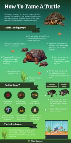 an info sheet with different types of turtles