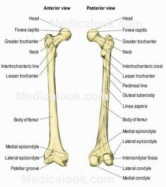 the bones of the lower limbs and upper limbs