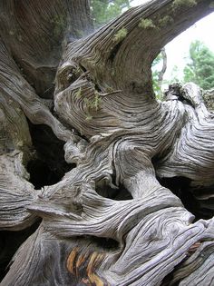 an old tree that has been turned into something interesting