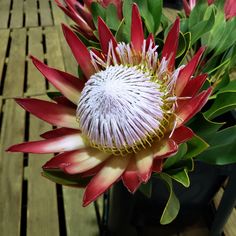 a large red and white flower sitting on top of a wooden table