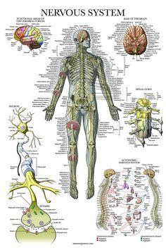 a diagram of the nervous system