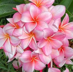 pink and white flowers with green leaves in the background