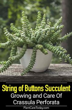 a potted plant with the words string of buttons succulent growing and care of crassula perforata