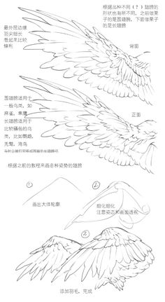 the instructions for how to draw an eagle with pencils and ink, in chinese