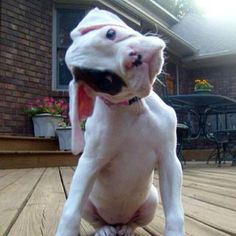 a dog sitting on top of a wooden floor next to a brick building with a poem written in front of it