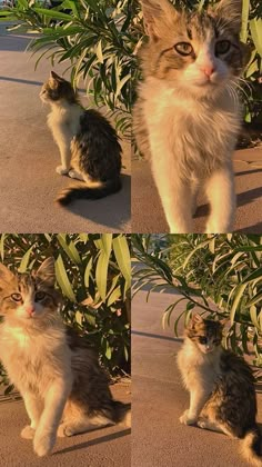 four different pictures of a cat sitting in front of some plants and looking at the camera