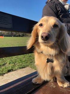 a dog sitting on top of a wooden bench next to a person's hand