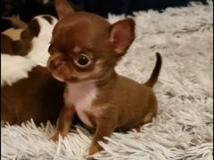 two small chihuahua puppies sitting on top of a white rug