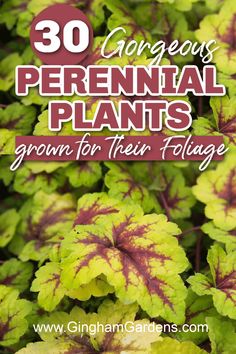 some green and purple plants with the words 30 gorgeous perennial plants grown for their foliage