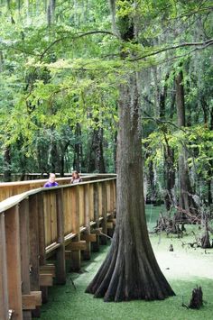 two people are sitting on a wooden bench near a tree in the middle of a swamp