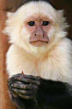 a white and black monkey sitting on top of a rock