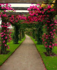 a pathway lined with pink flowers and greenery