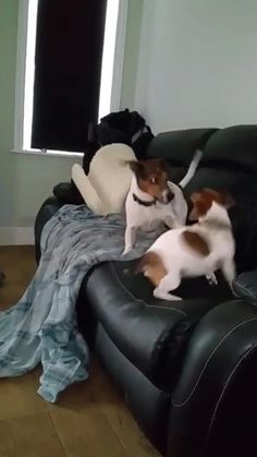 two dogs are playing with each other on the couch in front of a cat and dog