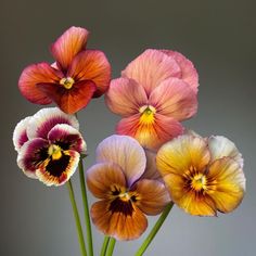 three different colored flowers are in a vase