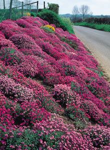 purple flowers growing on the side of a road