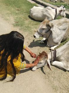 a woman is petting a baby cow on the ground