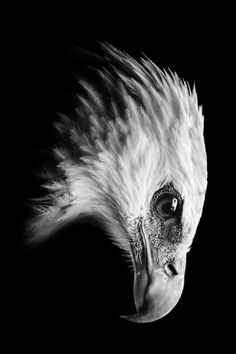 a black and white photo of an owl's head with feathers blowing in the wind