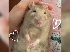 a person holding a rodent in their hand with hearts drawn on the back ground