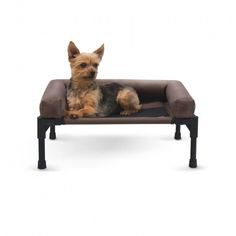 a small dog sitting on top of a brown and black couch with its head resting on it's back legs