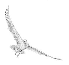 a drawing of a bird flying in the sky