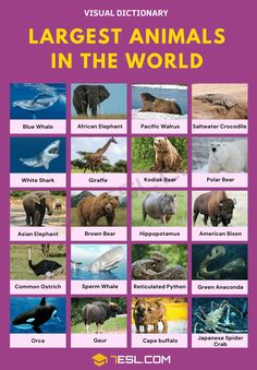 a poster with different animals in the world