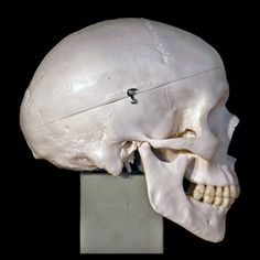 a model of a human skull on display