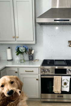 a dog is sitting in front of an oven