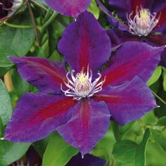 purple flowers with green leaves in the foreground and one red flower on the right