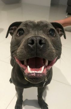 a close up of a dog with its mouth open