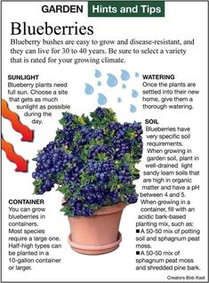 a blueberry bush is growing in a pot with instructions on how to grow it