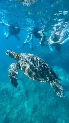 people swimming in the ocean with a turtle