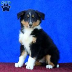 a small black and white dog sitting on top of a red carpet next to a blue wall