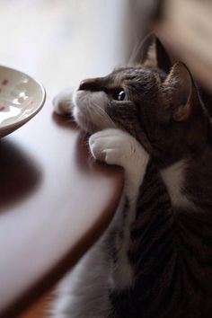 a cat laying on top of a wooden table next to a plate