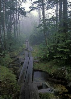 a wooden bridge in the middle of a forest with fog and trees on both sides