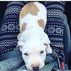 a white and brown dog sitting on top of someone's lap in a car seat