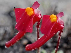 two red flowers with yellow stamens and water droplets on them, sitting in the dirt