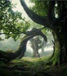 an old tree in the middle of a forest with moss growing on it's branches