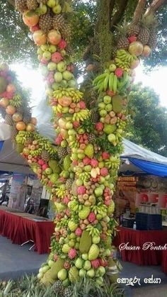 the fruit is growing on the tree and ready to be picked from it's roots