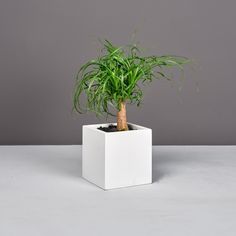 a plant in a white square pot on a gray surface with grey wall behind it