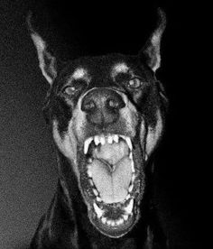 a black and white photo of a dog with its mouth wide open showing it's teeth