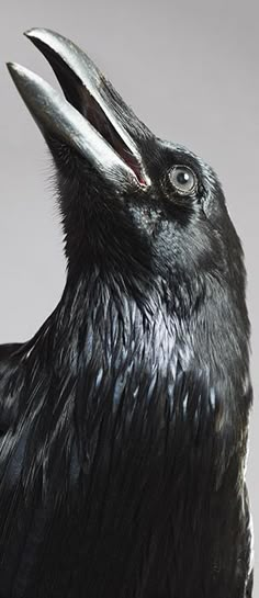 a close up of a black bird with it's beak open