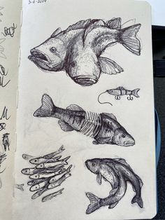 some drawings of fish and bones on a piece of paper