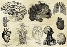 the human body and its organ systems are shown in this black and white illustration,